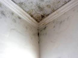 Half Moon Bay, CA Mold Removal & Remediation Company